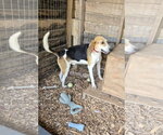 Small #6 American Foxhound Mix