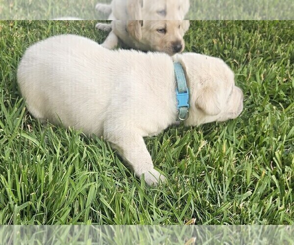 Medium Photo #17 Labrador Retriever Puppy For Sale in CEDAREDGE, CO, USA