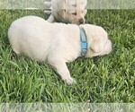 Small Photo #17 Labrador Retriever Puppy For Sale in CEDAREDGE, CO, USA
