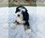 Small Photo #3 Bernedoodle (Miniature) Puppy For Sale in MENIFEE, CA, USA