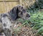 Small Photo #34 Boxer-Poodle (Standard) Mix Puppy For Sale in WEST POINT, VA, USA