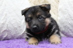 Small Photo #3 German Shepherd Dog Puppy For Sale in OCALA, FL, USA