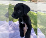 Small #1 Labrador Retriever Mix