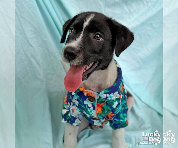 Medium Photo #1 Labrador Retriever-Unknown Mix Puppy For Sale in Washington, DC, USA