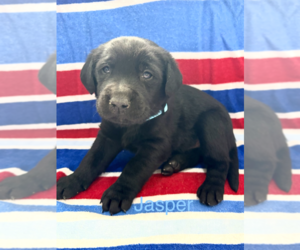 Labrador Retriever Puppy for sale in MIDLAND, OH, USA