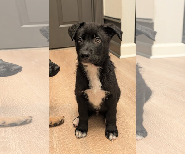 Medium Photo #3 Labrador Retriever-Unknown Mix Puppy For Sale in La Vergne, TN, USA