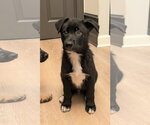 Small #2 Labrador Retriever Mix