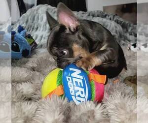 French Bulldog Puppy for sale in BOSTON, KY, USA