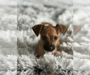 Medium Chihuahua Mix