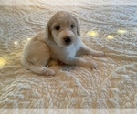 Puppy 7 Bordoodle