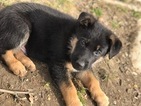 Small Photo #6 German Shepherd Dog Puppy For Sale in SICKLERVILLE, NJ, USA