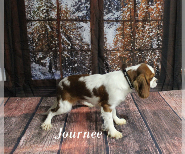Medium Photo #24 Cavalier King Charles Spaniel Puppy For Sale in CHANUTE, KS, USA
