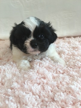 Medium Photo #1 Zuchon Puppy For Sale in HAMPSHIRE, IL, USA