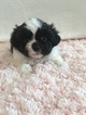 Small Photo #1 Zuchon Puppy For Sale in HAMPSHIRE, IL, USA