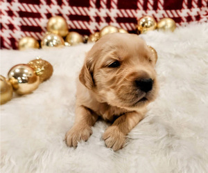 Golden Retriever Puppy for sale in ELMER, NJ, USA