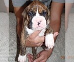 Small Photo #5 Boxer Puppy For Sale in TOMBALL, TX, USA