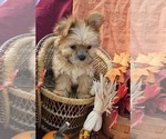 Small #10 Morkie