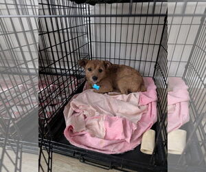 Medium Mutt