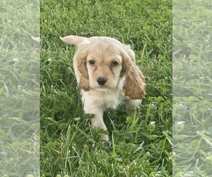 Cocker Spaniel Puppy for sale in CANOGA, NY, USA