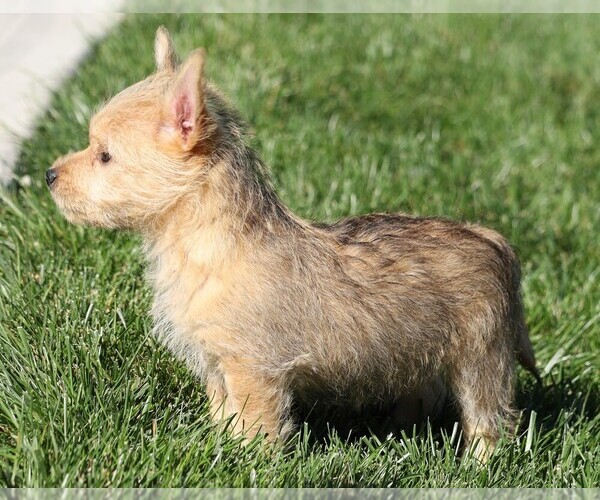 Medium Photo #4 Cairn Terrier Puppy For Sale in FREDERICKSBG, OH, USA
