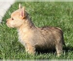 Small Photo #4 Cairn Terrier Puppy For Sale in FREDERICKSBG, OH, USA