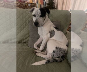 Heily - Female American Pit Bull Terrier-Unknown Mix Dog for Adoption - Photo #6