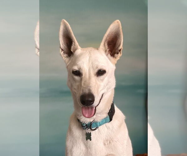 Medium Photo #2 Labrador Retriever-white german shepherd Mix Puppy For Sale in Newport Beach, CA, USA