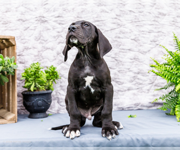 Medium Photo #82 Great Dane Puppy For Sale in WAKARUSA, IN, USA