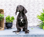 Small #5 Great Dane
