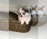 Small #3 Pomeranian