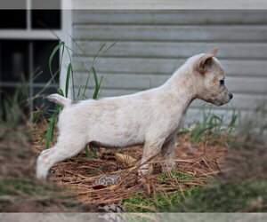 T Bone - Male Mutt Dog for Adoption - Photo #2