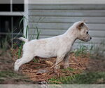 Small Photo #2 Mutt Puppy For Sale in Southbury, CT, USA