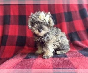 Schnauzer (Miniature) Puppy for sale in LAKELAND, FL, USA
