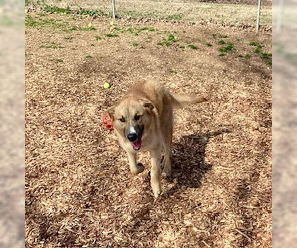 Medium Photo #2 Mutt Puppy For Sale in Sparta, TN, USA