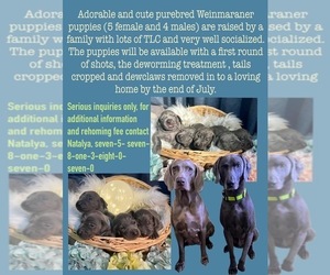Weimaraner Puppy for Sale in NEWPORT NEWS, Virginia USA
