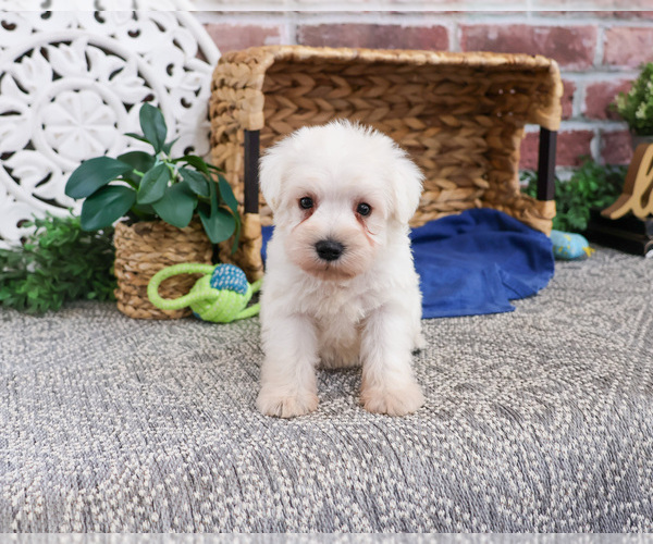 Medium Photo #37 Schnauzer (Miniature) Puppy For Sale in SYRACUSE, IN, USA