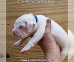 Small #28 Dogo Argentino