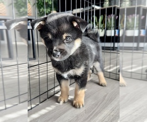 Shiba Inu Puppy for sale in DENVER, CO, USA