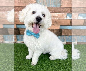 Maltipoo Dogs for adoption in Corona, CA, USA