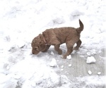 Small Photo #11 Goldendoodle Puppy For Sale in ALBERT LEA, MN, USA