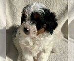 Small Photo #3 Bernedoodle (Miniature) Puppy For Sale in NEW HOLLAND, PA, USA
