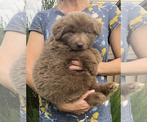 Medium Photo #7 German Shepherd Dog Puppy For Sale in OSTRANDER, OH, USA