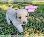 Small Photo #40 Labrador Retriever Puppy For Sale in EDGEWOOD, TX, USA