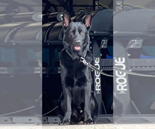 Medium Photo #1 German Shepherd Dog Puppy For Sale in BOKOSHE, OK, USA