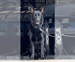 Small Photo #1 German Shepherd Dog Puppy For Sale in BOKOSHE, OK, USA