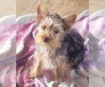 Puppy kate Yorkshire Terrier