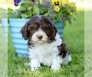 Cavapoo (Miniature) Puppy for sale in QUARRYVILLE, PA, USA