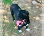 Small #2 Mutt