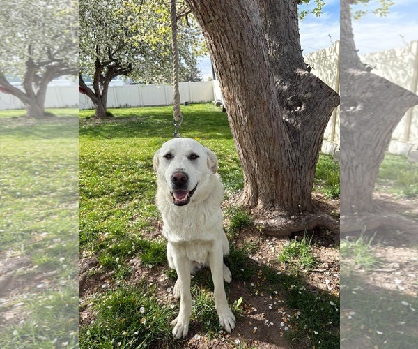 Medium Photo #1 - Mix Puppy For Sale in Bountiful, UT, USA