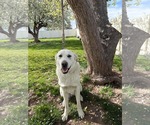 Duke - Male - Mix Dog for Adoption - Small photo